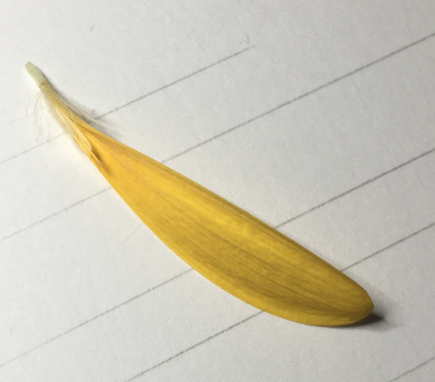 Yellow flower petal