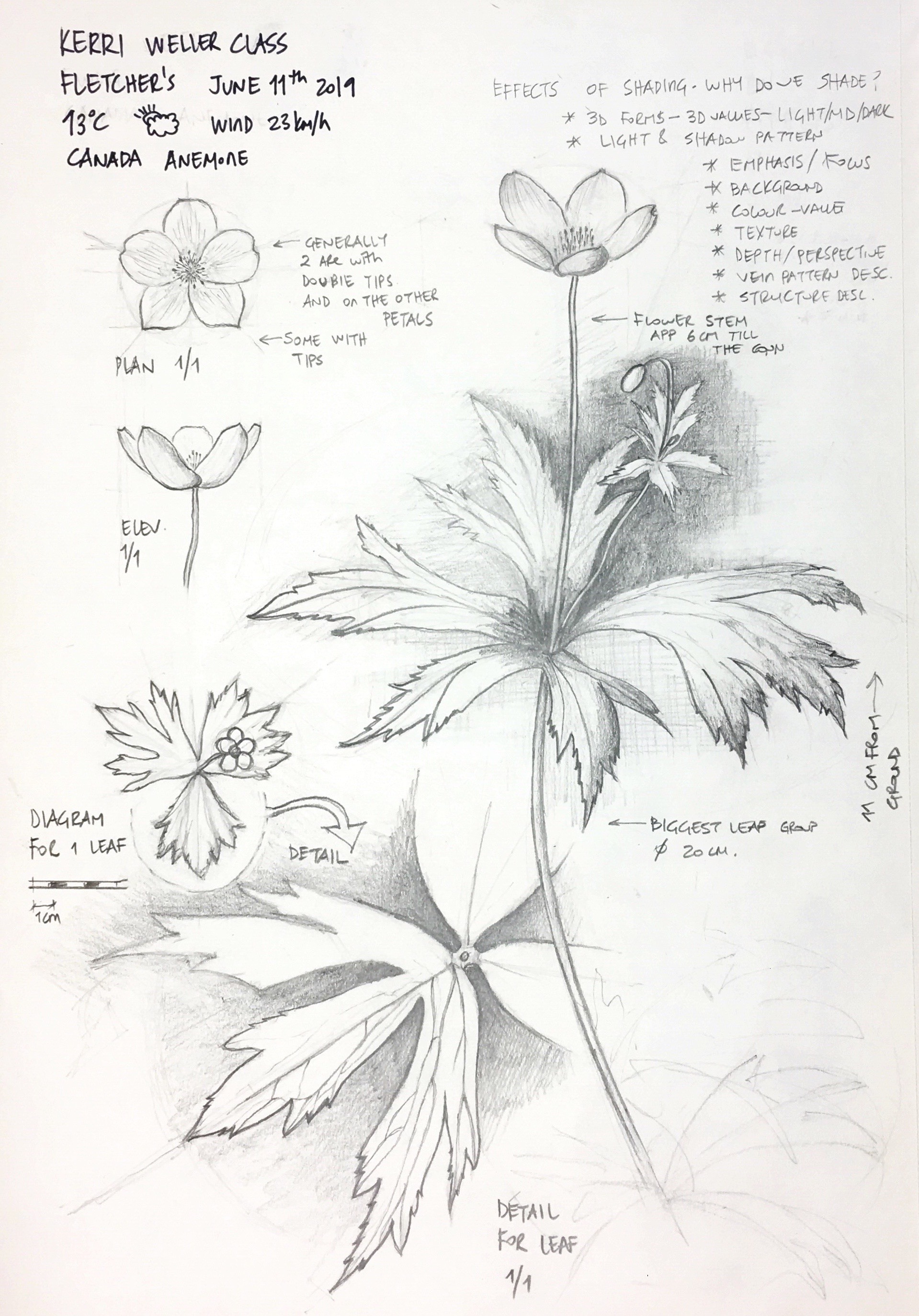 Botanical sketchbook