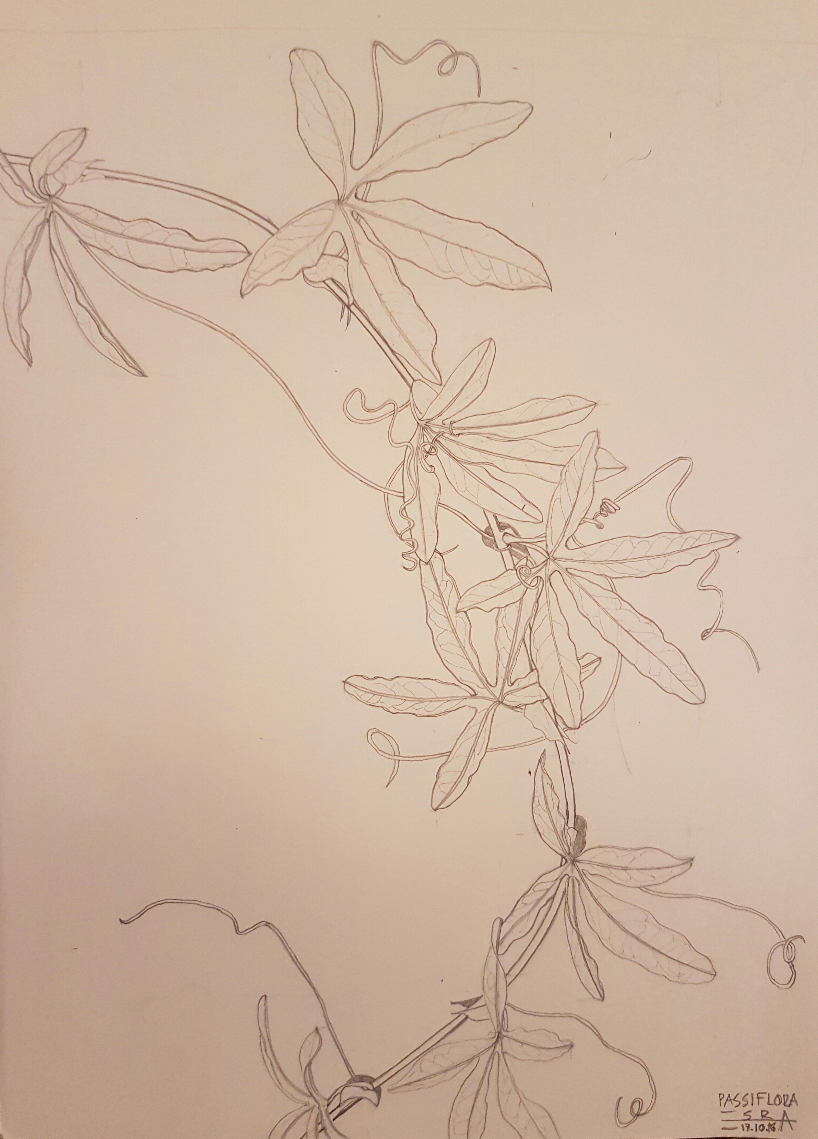 Passiflora 2017