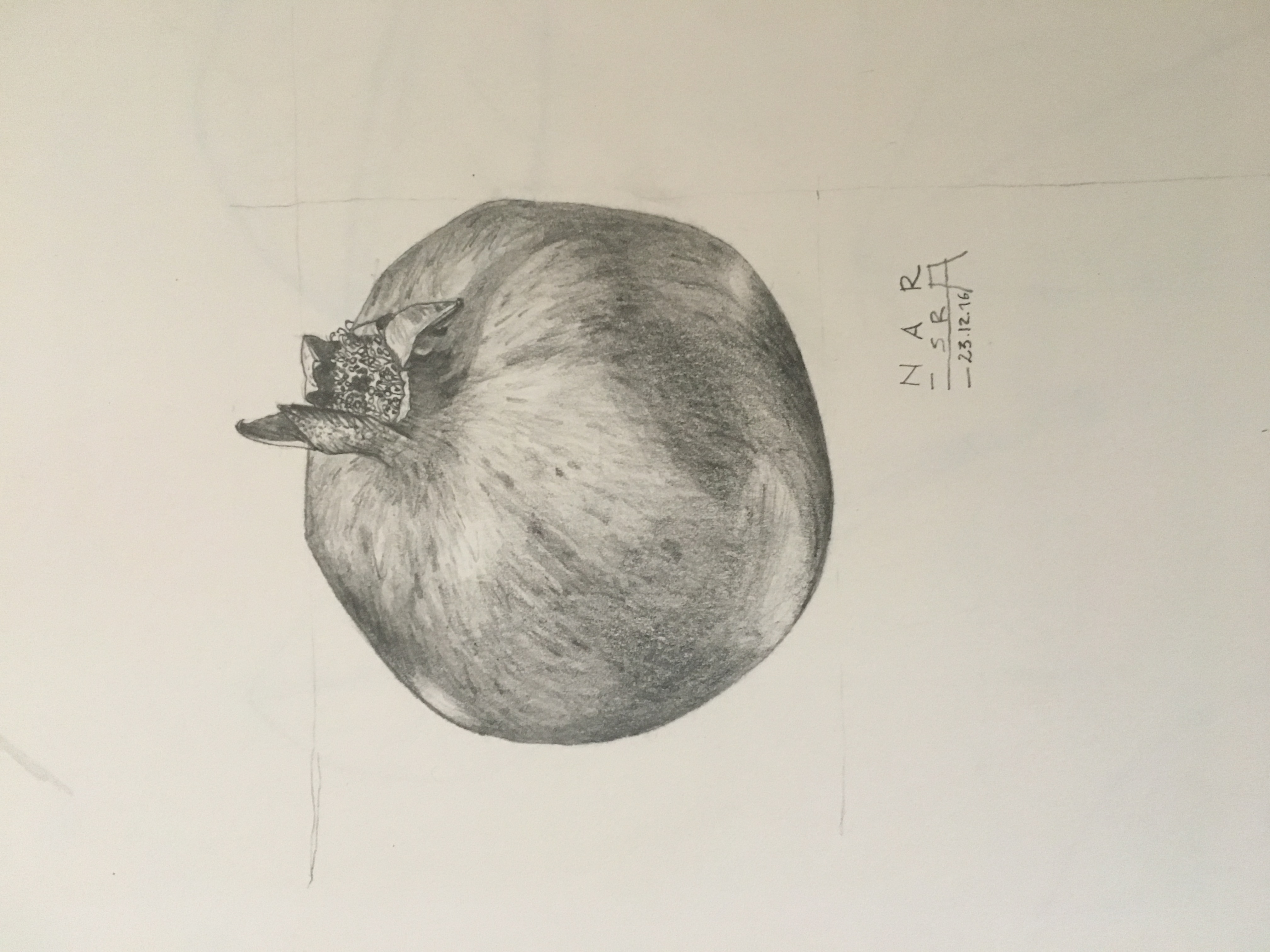 Botanical Drawings