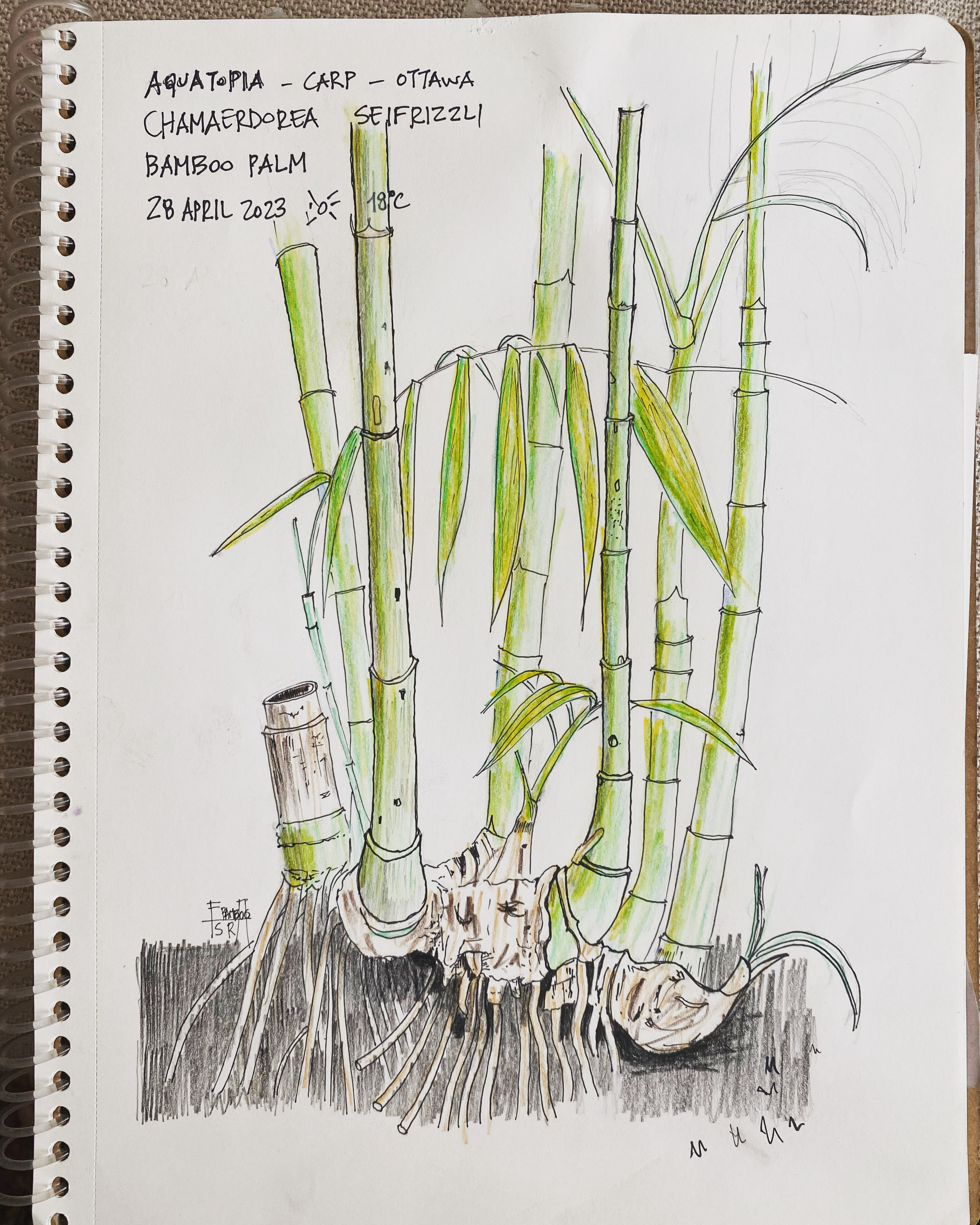 Bamboo Palm 2023