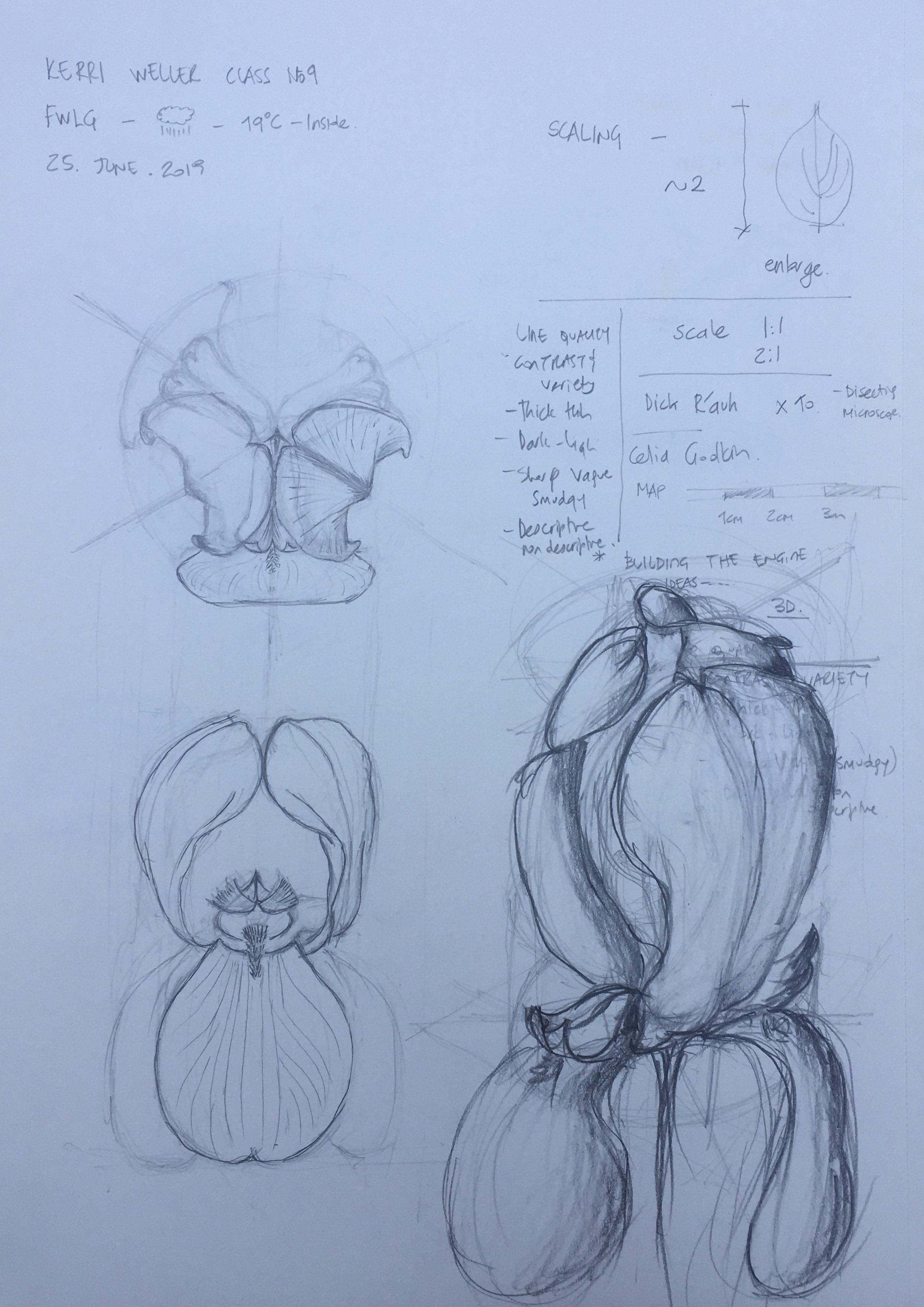 Iris 2019