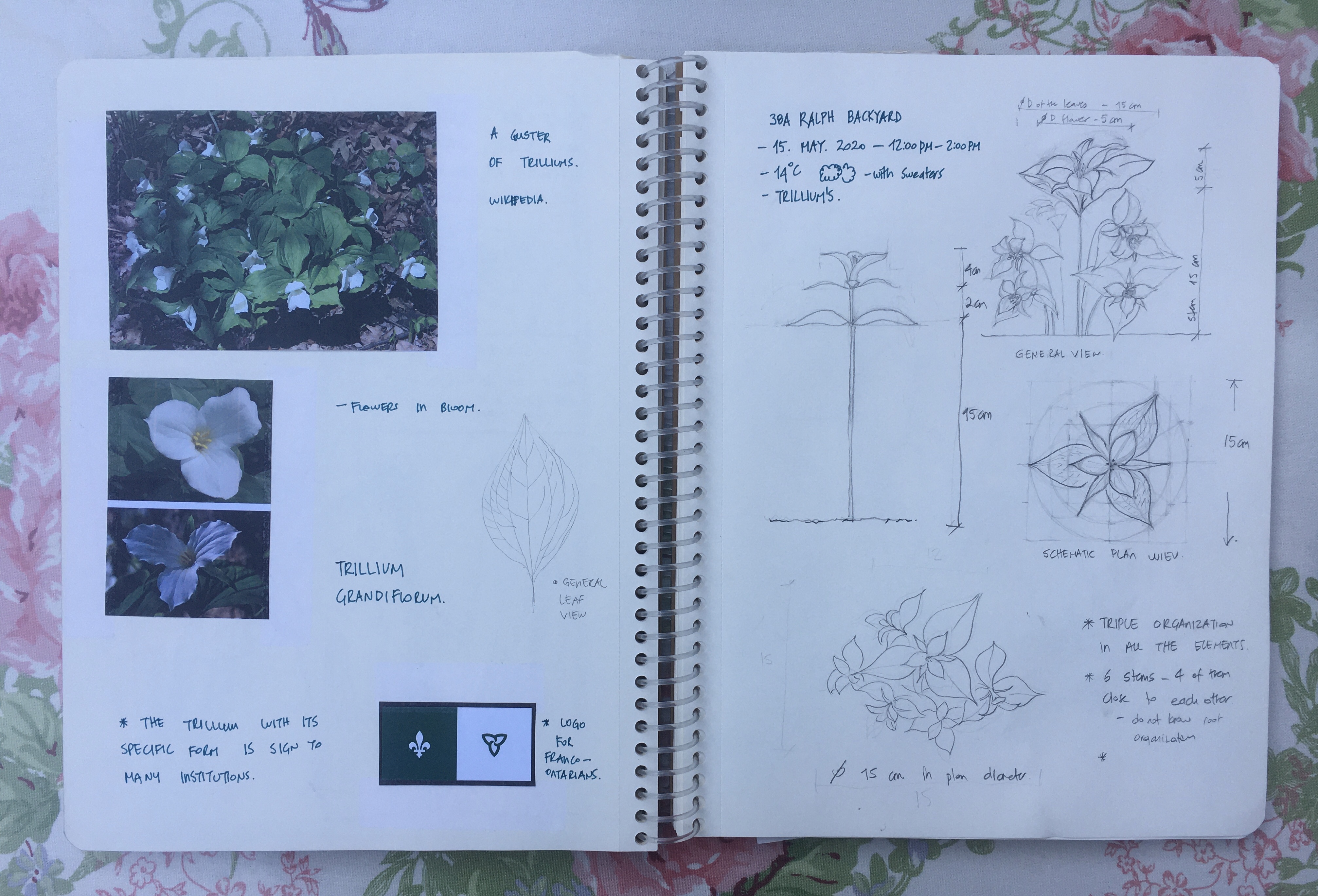 Trilliums 2020