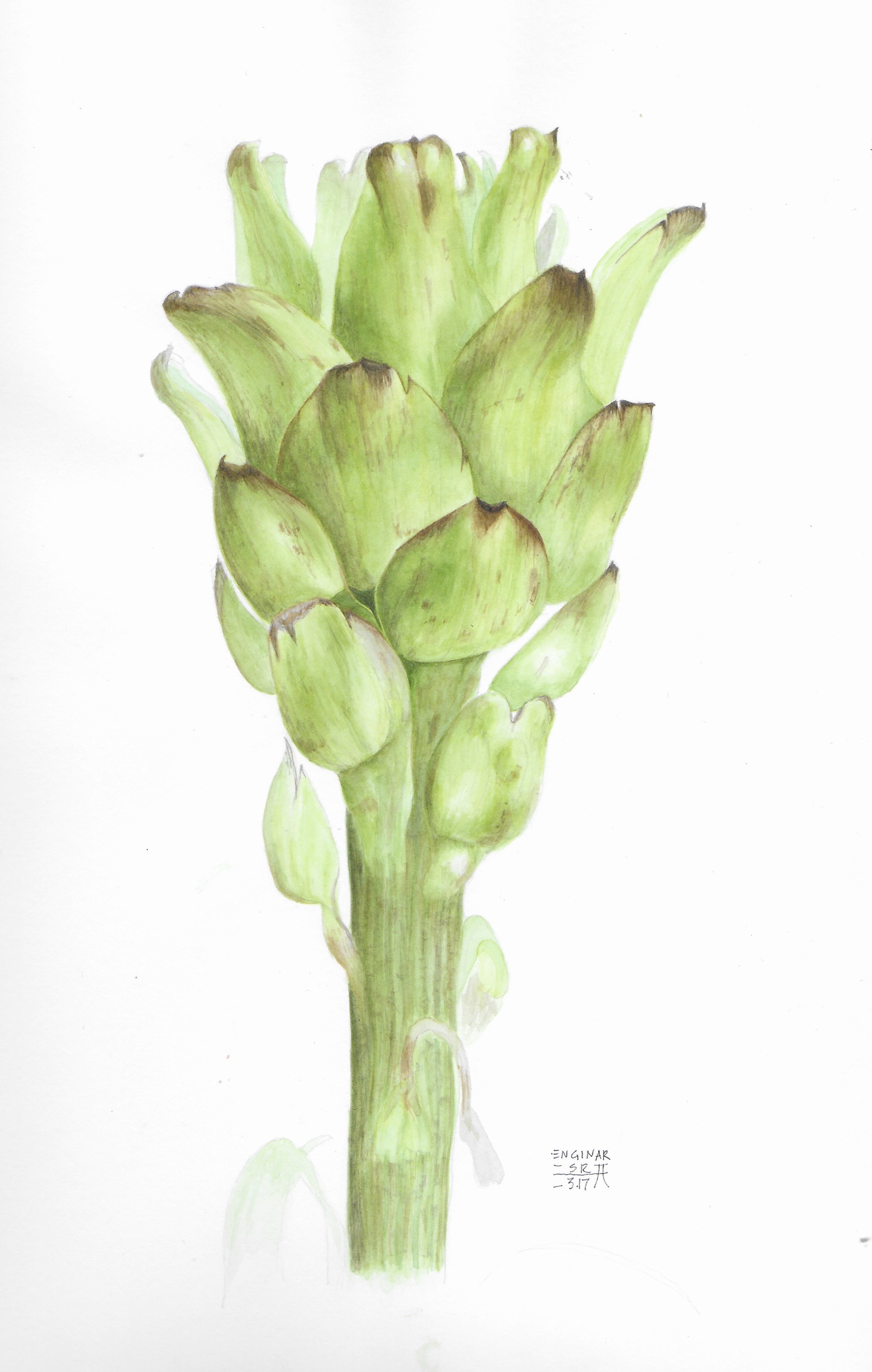 Artichoke 2017