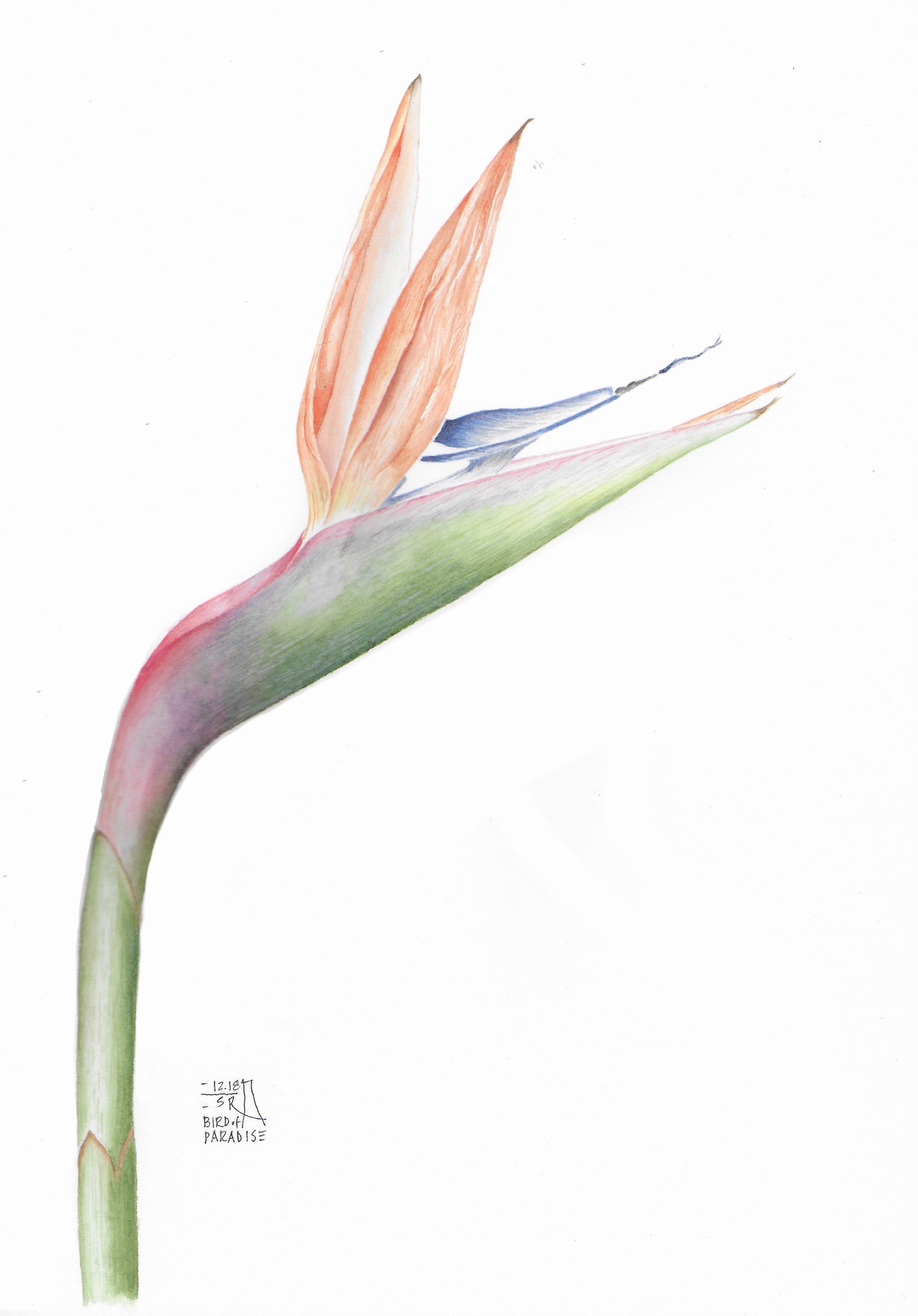 Bird of Paradise 2018