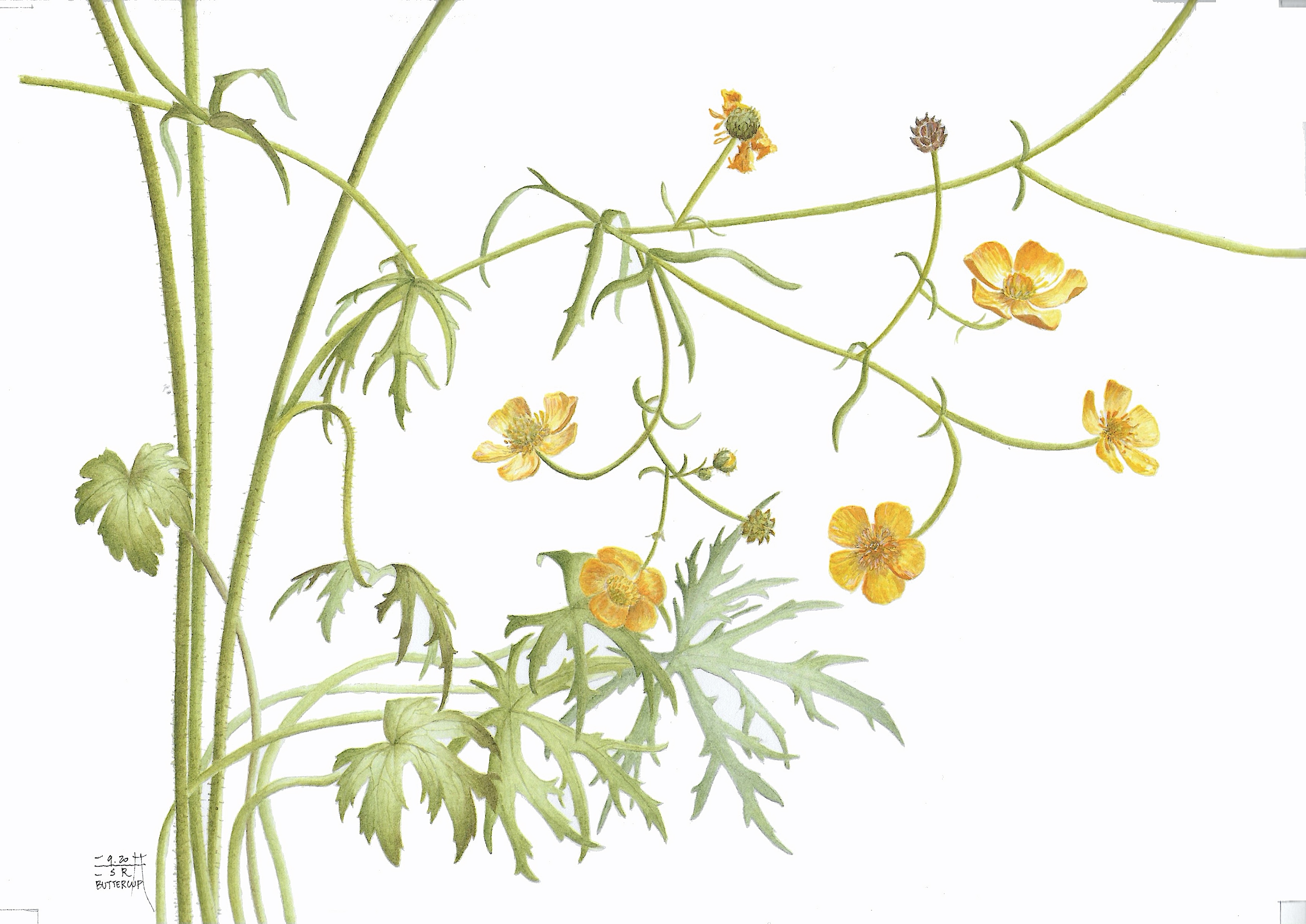 Buttercup — botanical watercolour by Esra Ozgun