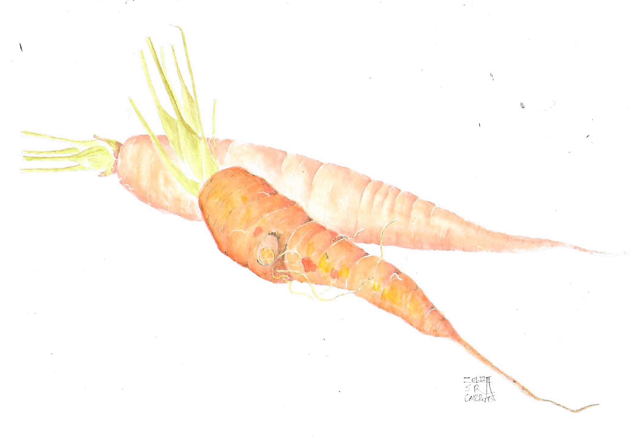 Carrot 2022
