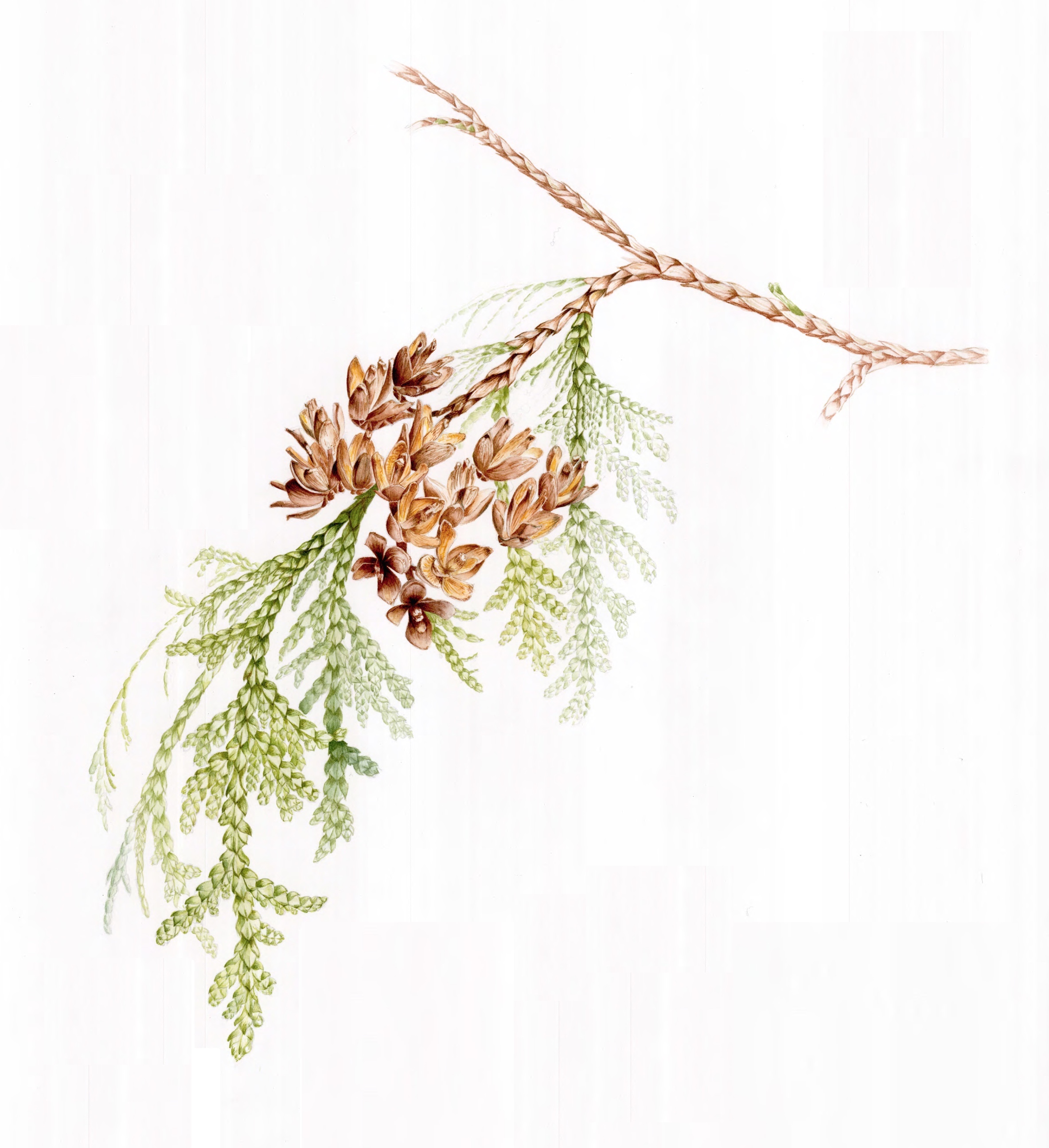 Watercolour Paintings