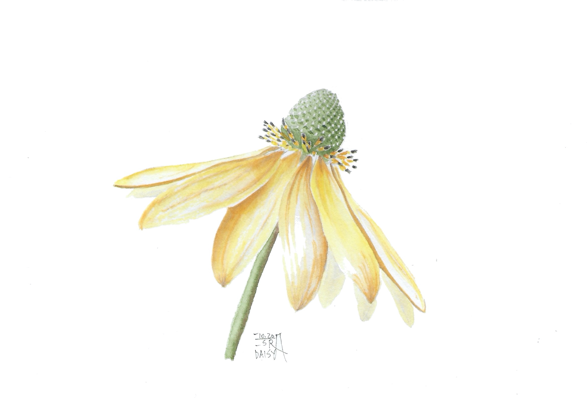Daisy 2020