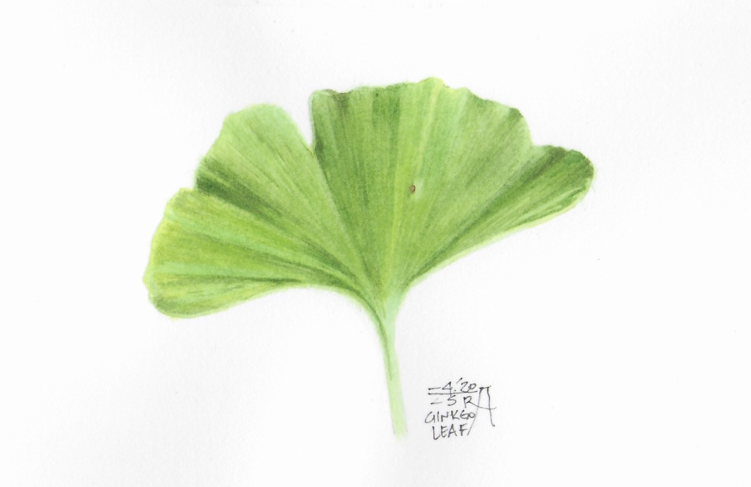 Intermediate Botanical Illustration