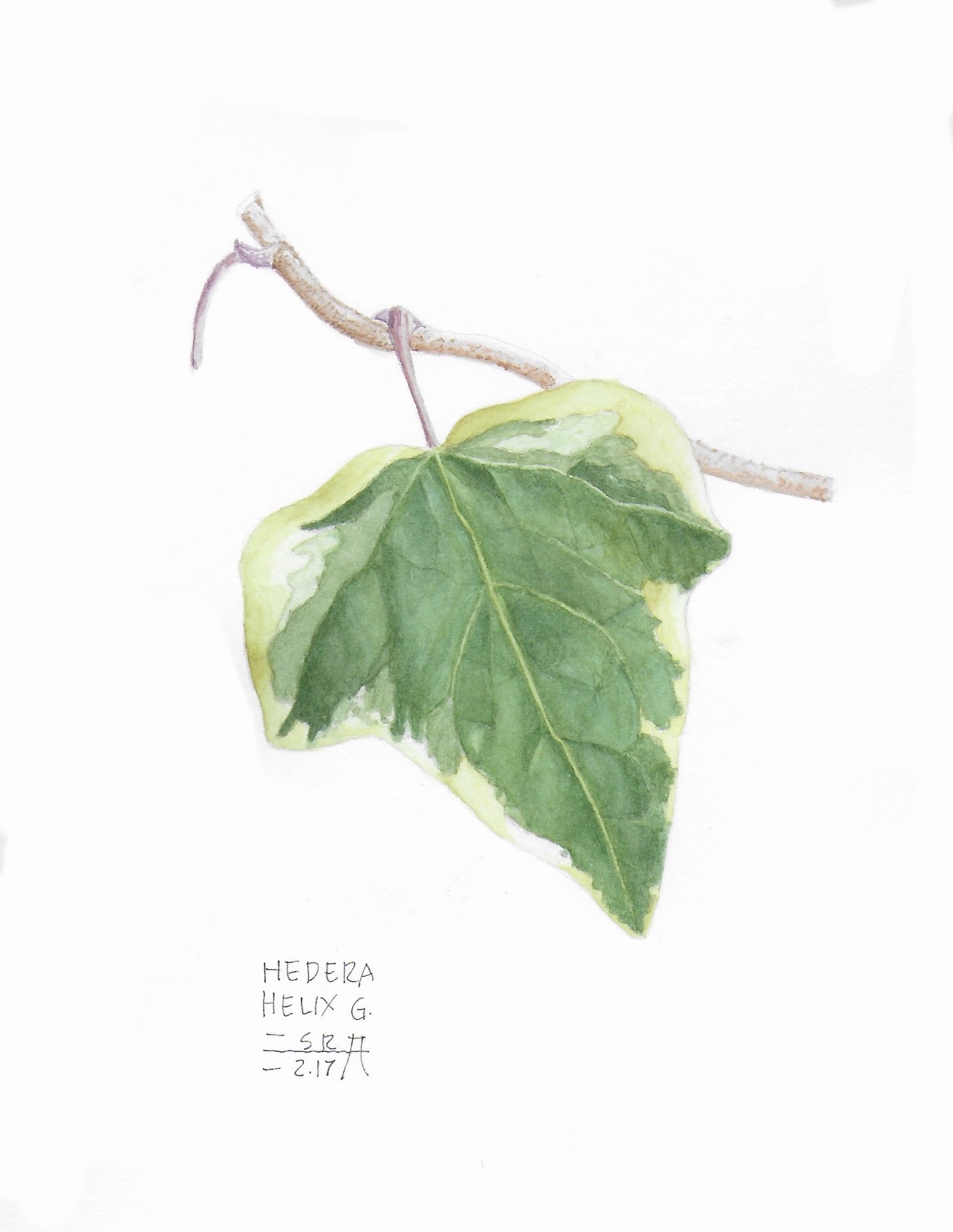 Hedera 2017
