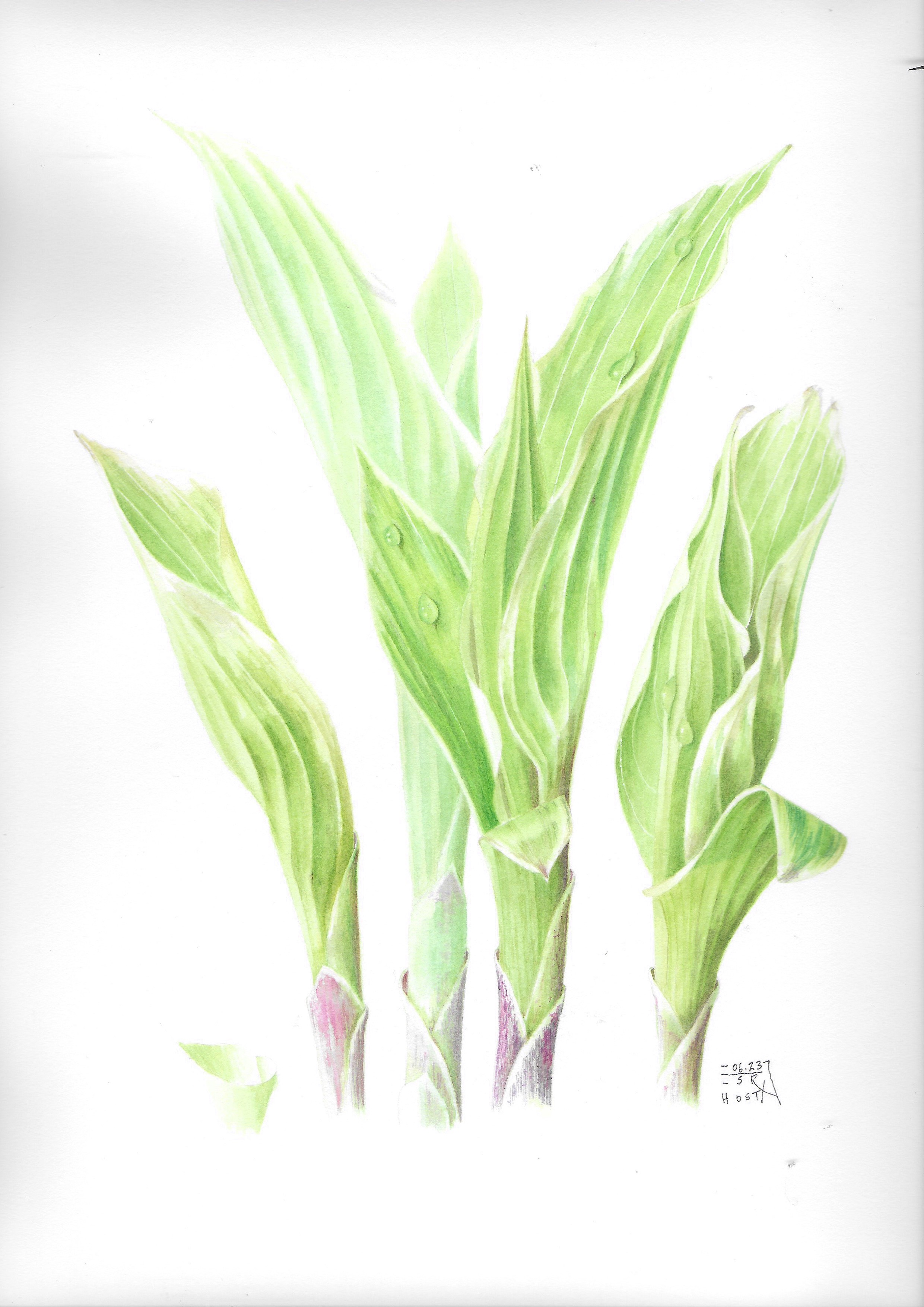 Hosta 2023