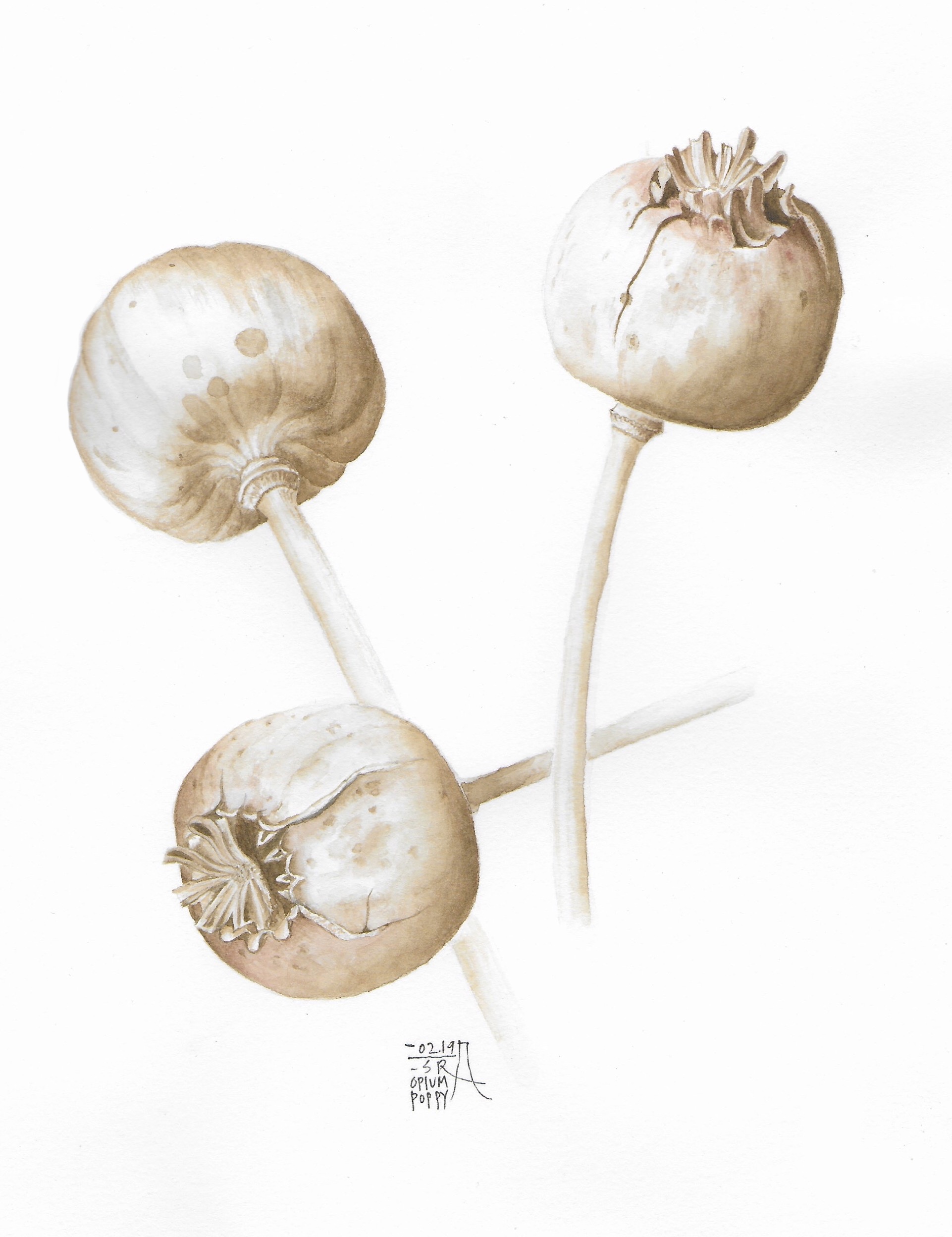 Botanical art — poppy seed pods