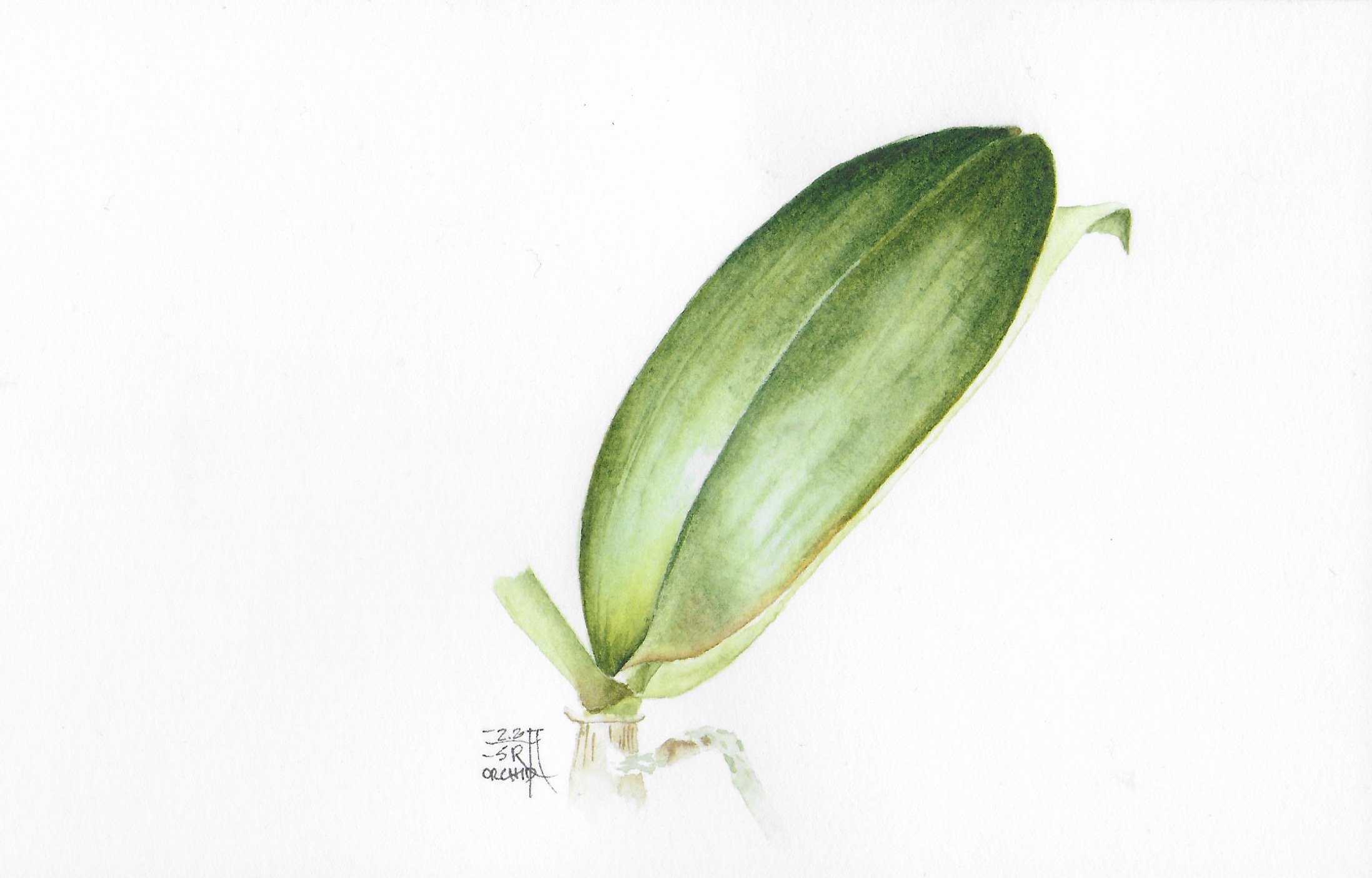 Orchid 2021