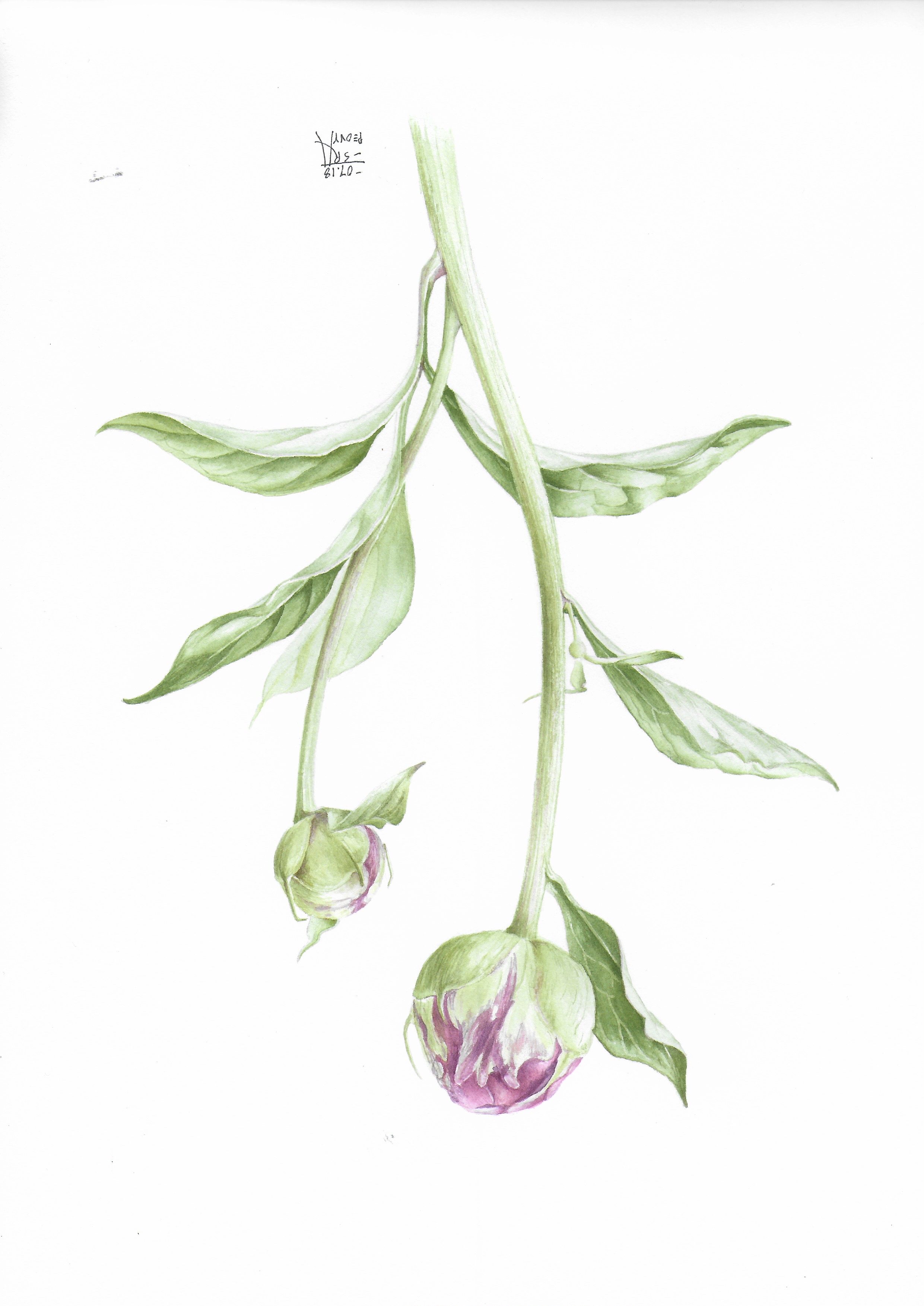 Botanical art — green