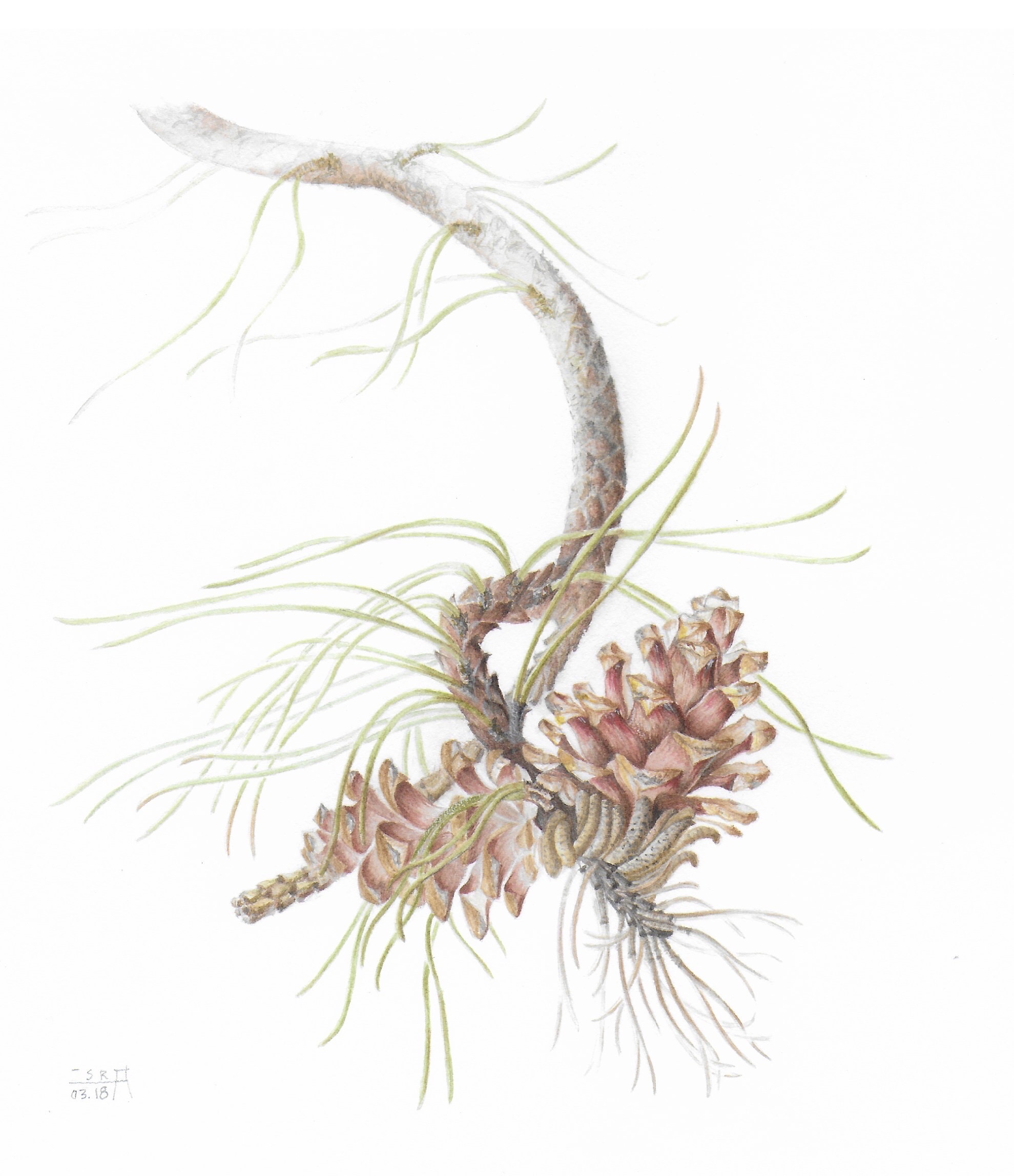 Red Pine 2018
