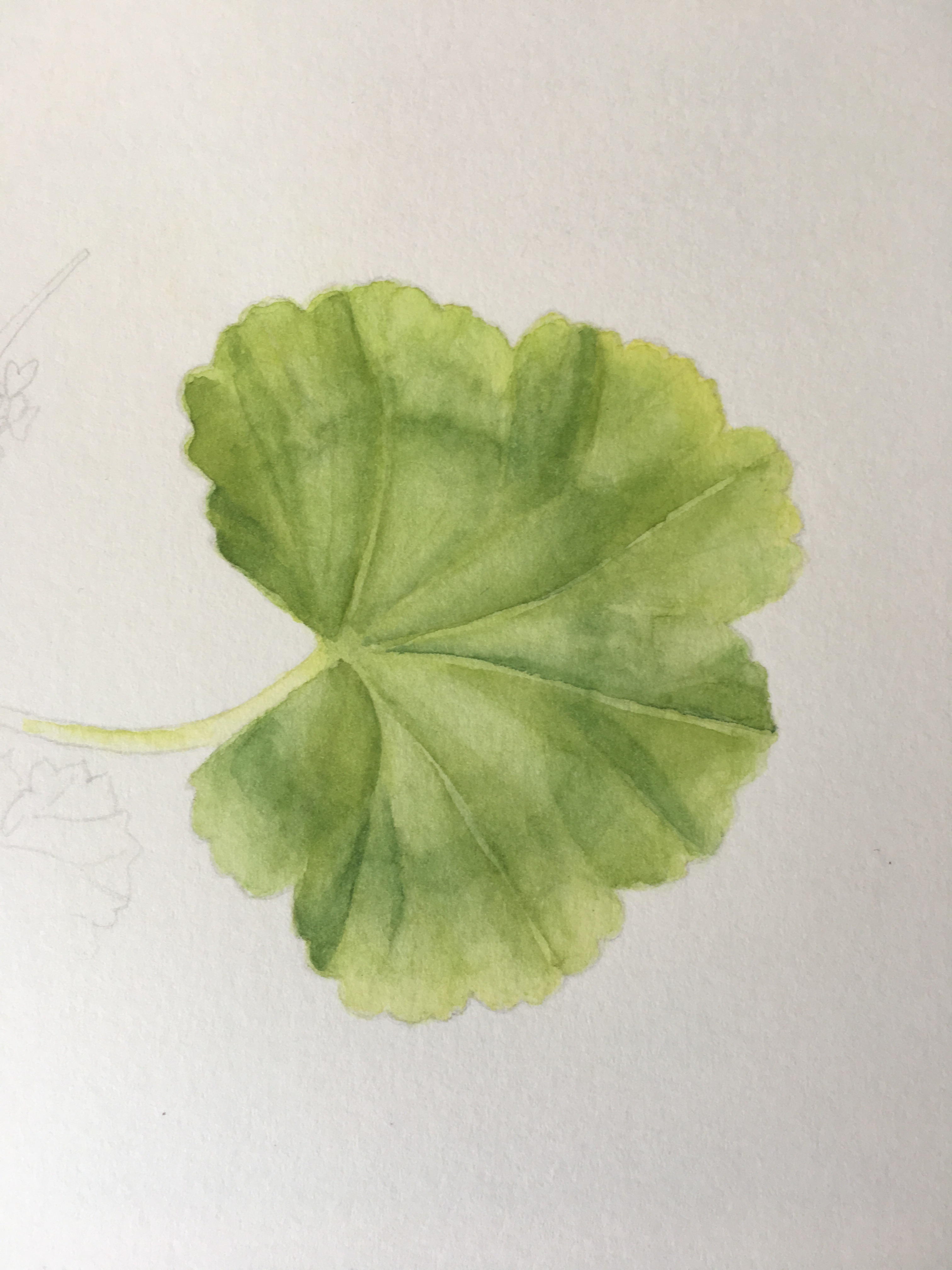 Botanical painting