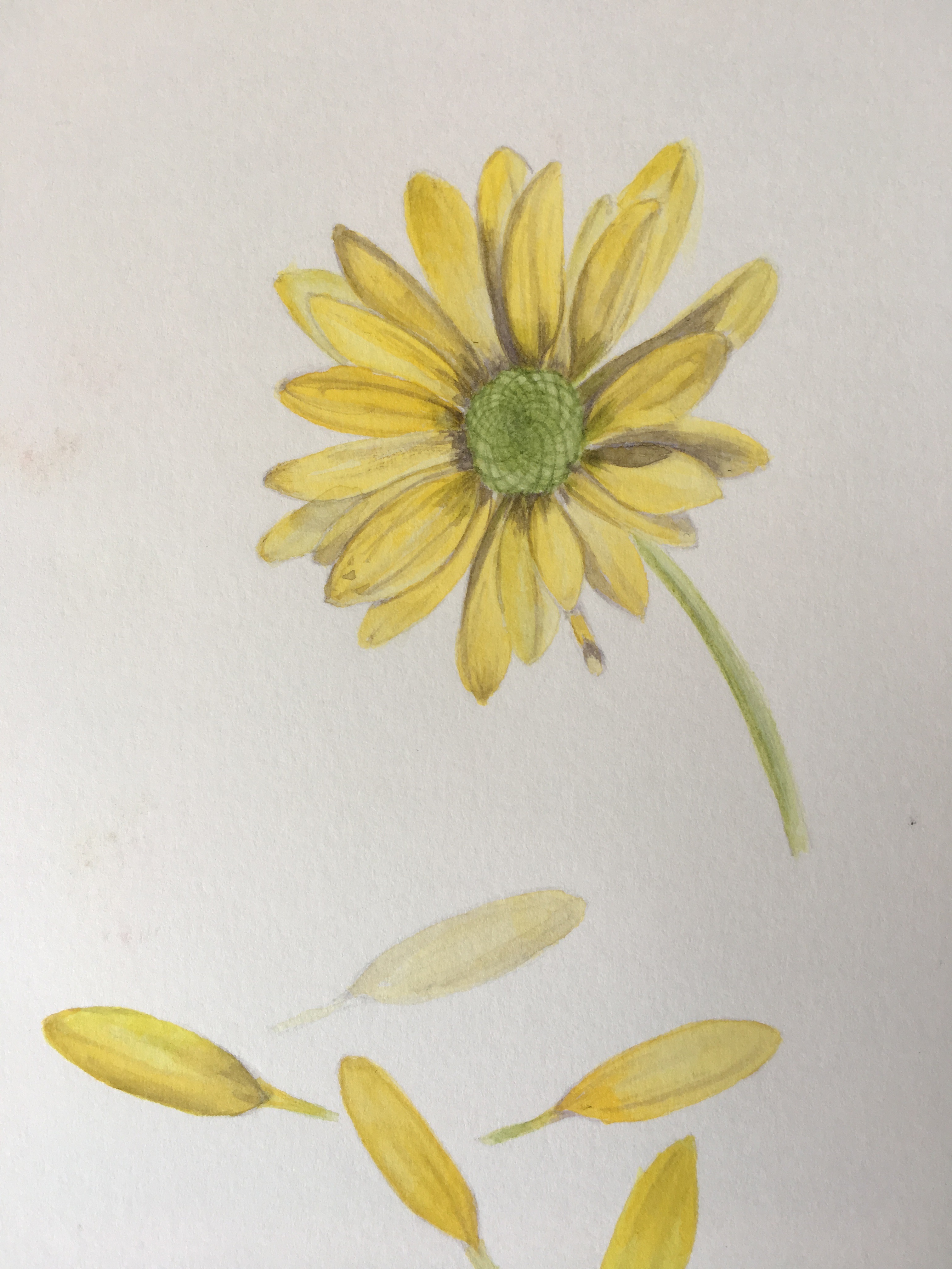 Botanical painting